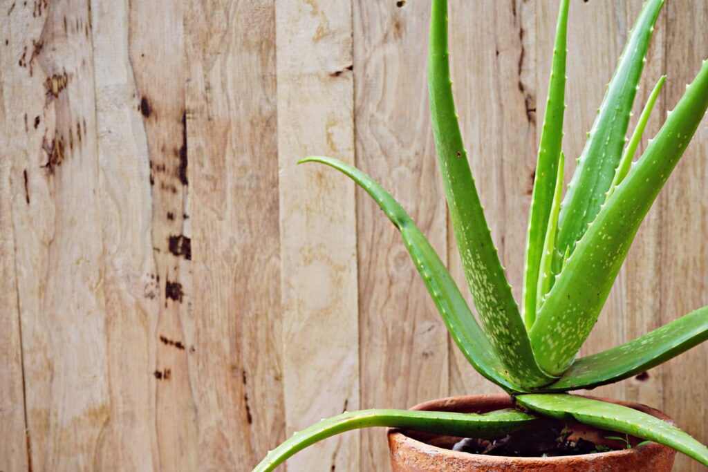 آلوئه ورای اصلی (true aloe vera)